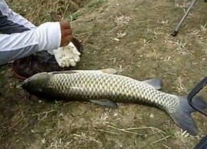 养草鱼爆料视频,养草鱼爆料视频深度解析 第2张 养草鱼爆料视频,养草鱼爆料视频深度解析 第2张